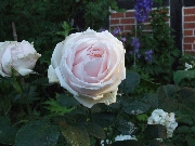 Rosen von Weihrauch - Perle d'Amour